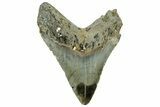 Fossil Megalodon Tooth - North Carolina #328828-1